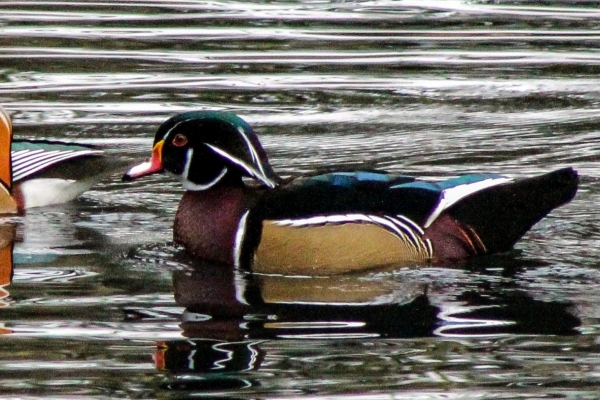 A Wood Duck swims across the pond at the Phoenix Park, Dublin