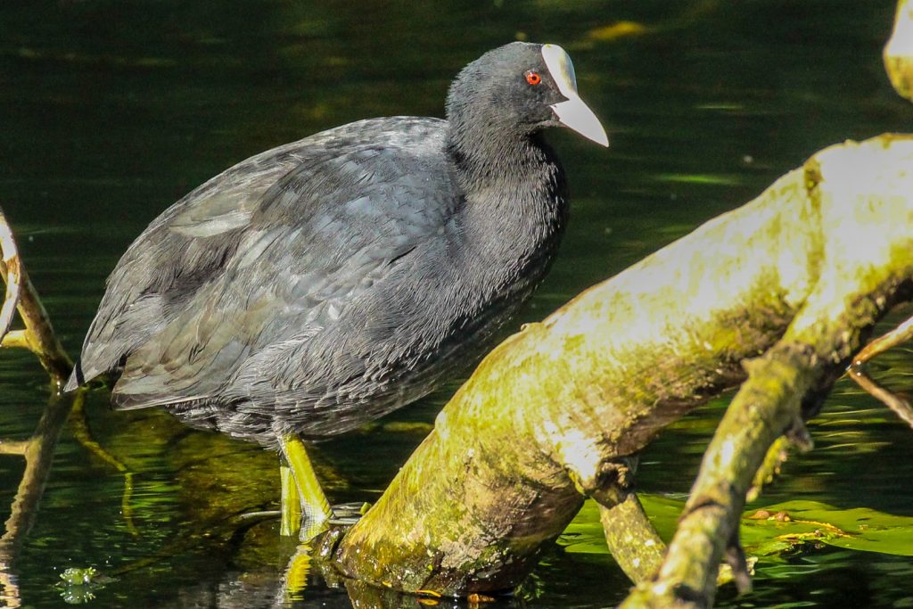 bird watching dublin phoenix park