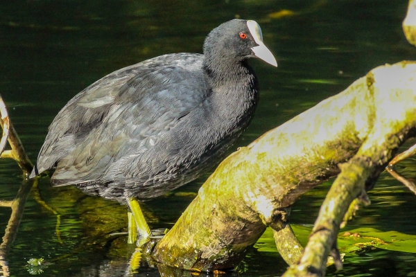A Coot in shallow water at the pond in the Phoenix Park, Dublin