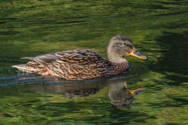 A Mallard swims across the pond at the Furry Glen in the Phoenix Park, Dublin