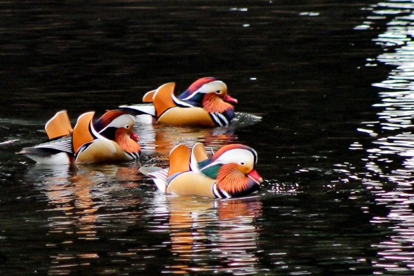 Three Mandarin Ducks with multi-coloured plumage contrast against the black water