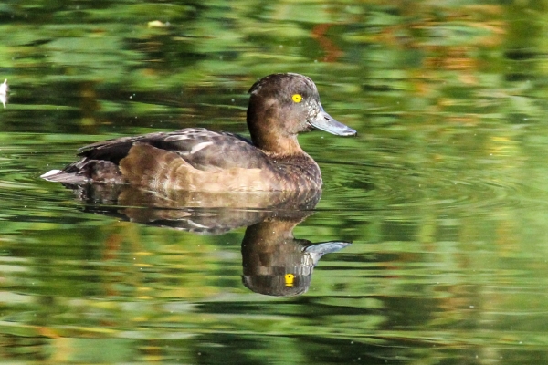 A Tufted Duck swims in the pond at the Furry Glen, Phoenix Park, Dublin