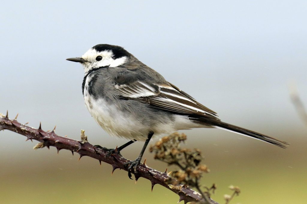 bird watching ireland