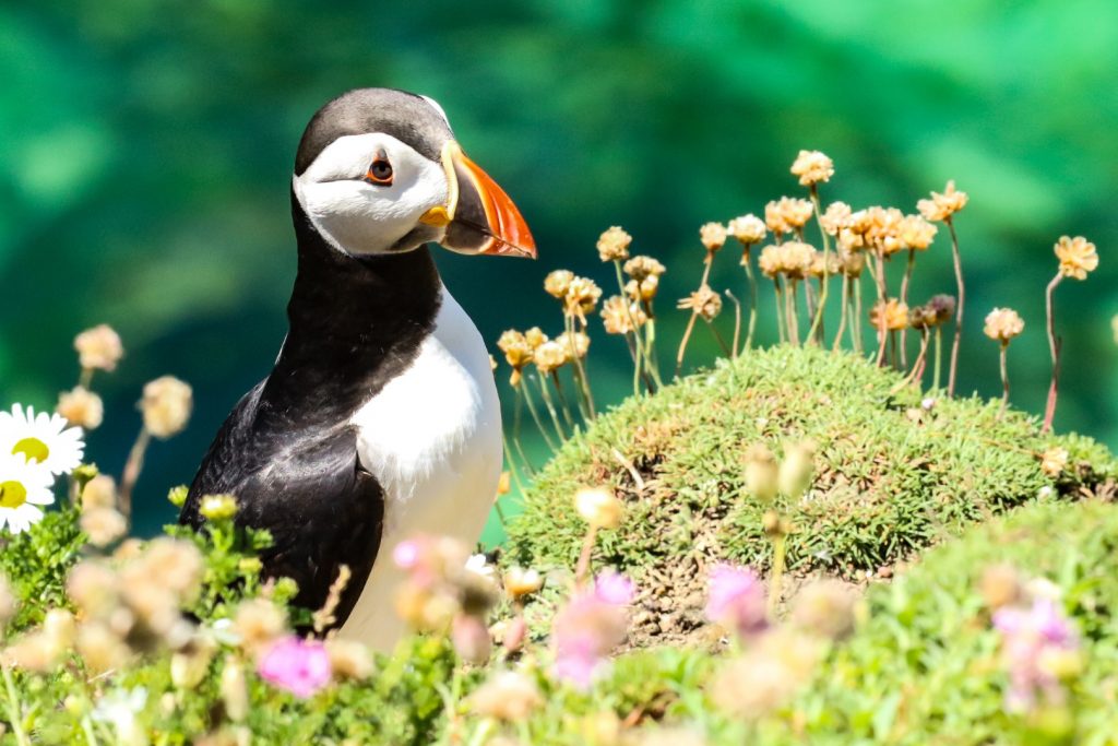 bird watching saltee islands