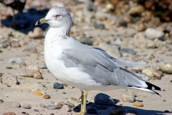 Ring Billed Gull on beach in sunshine