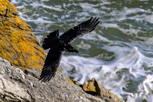 Raven flies along the cliffs at Howth Heat, Dublin