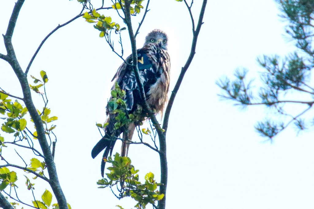 bird watching ireland