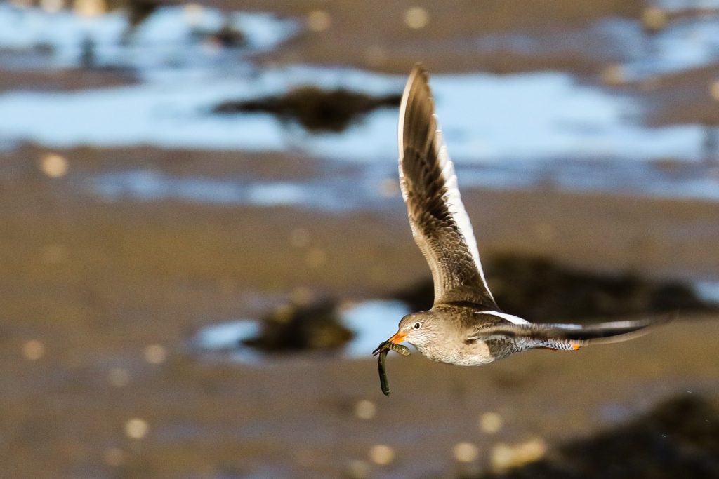 bird watching ireland