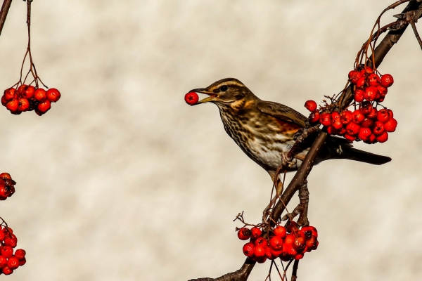 Redwing eats red berries from a tree in winter sunshine