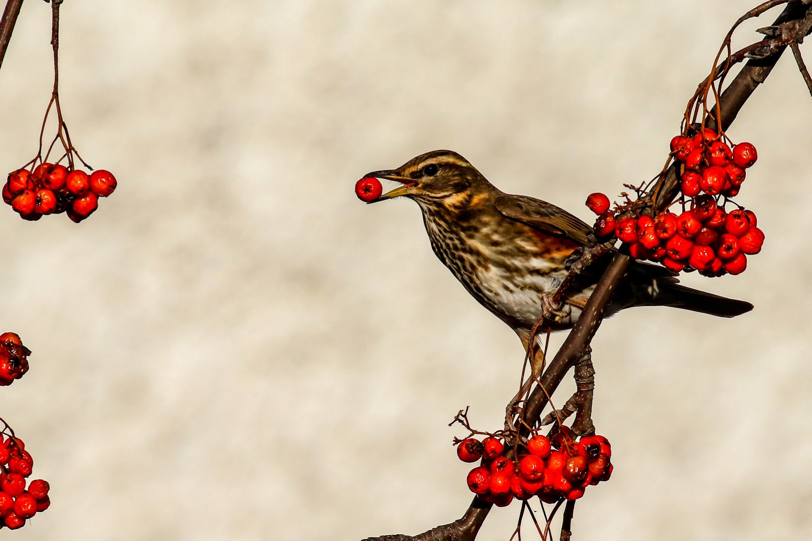 A Redwing feeds on Berries in Carysfort Park, Blackrock, Dublin