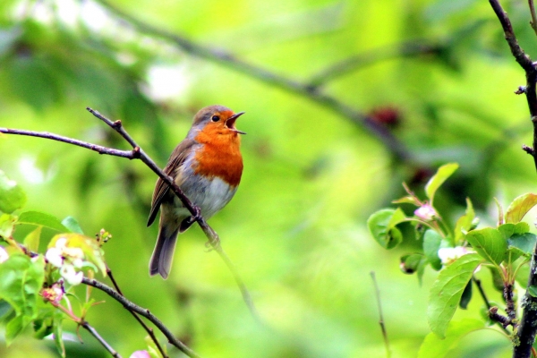 A Robin sitting in a tree singing loudly in the National Botanic Gardens, Dublin