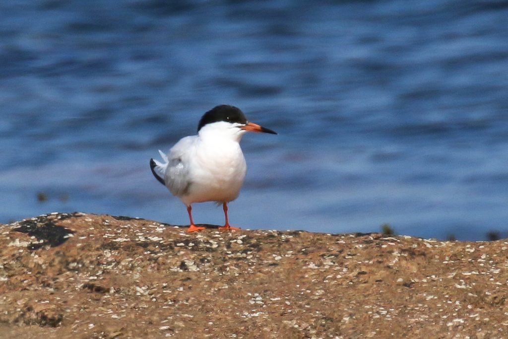 bird watching ireland