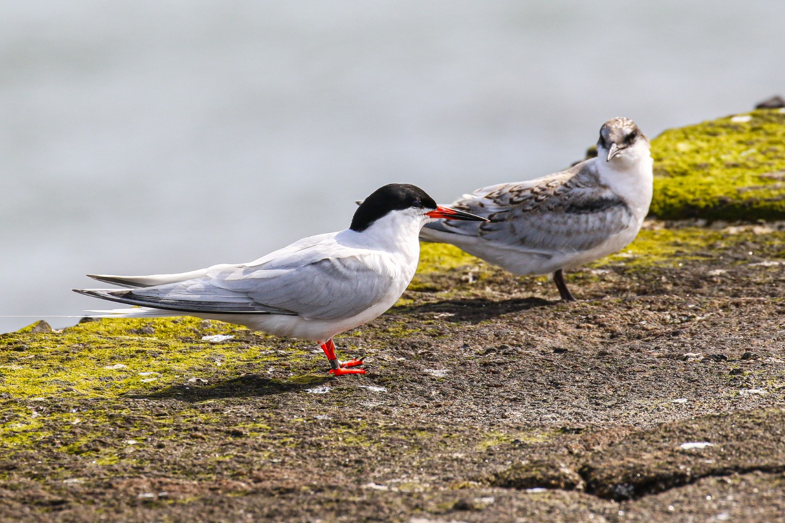 Roseate Tern with Juvenile at Great South Wall, Dublin, Ireland