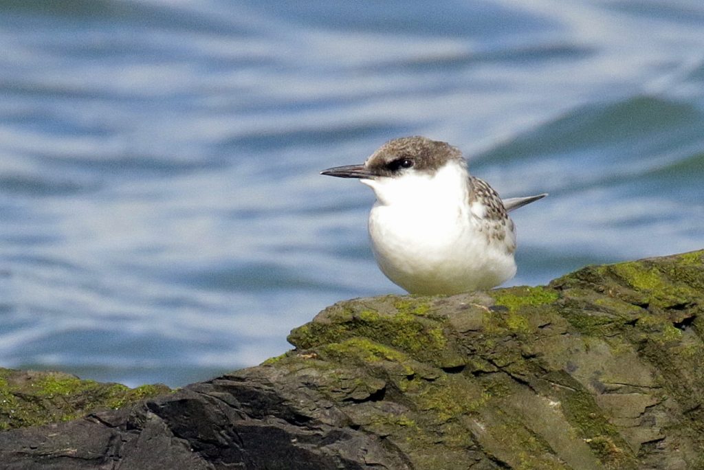 bird watching ireland