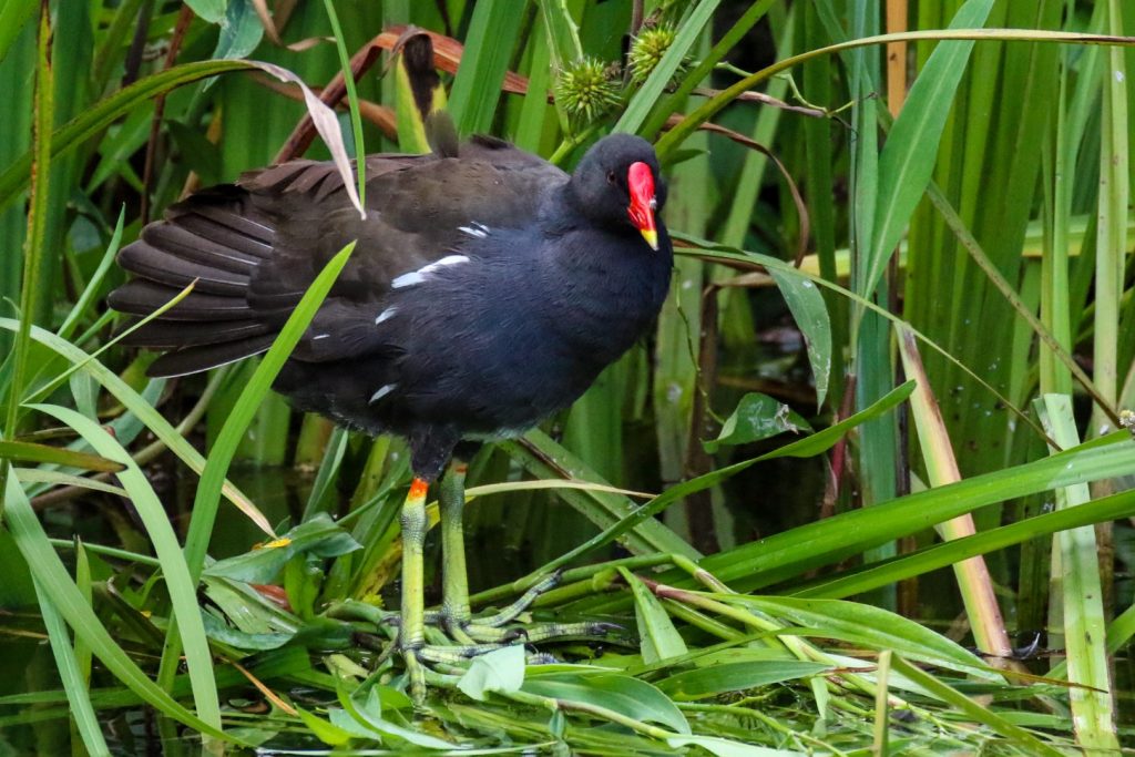 royal canal dublin bird watching