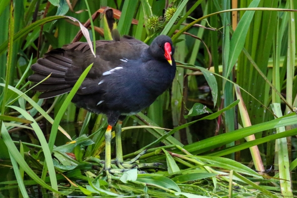 A Moorhen stands on the bank of the Royal Canal near the 12th Lock, Dublin