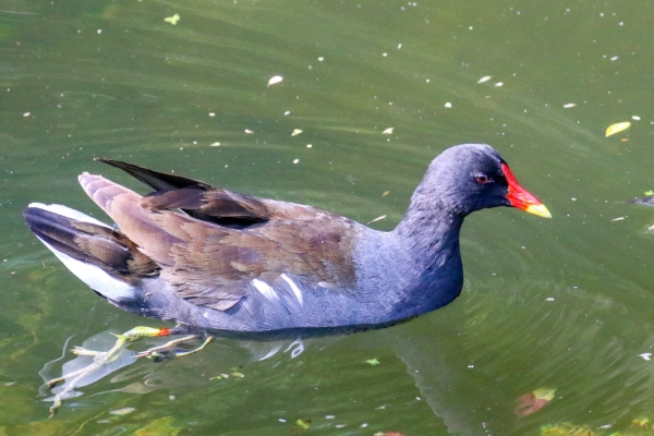Moorhen swimming in the canal, Dublin