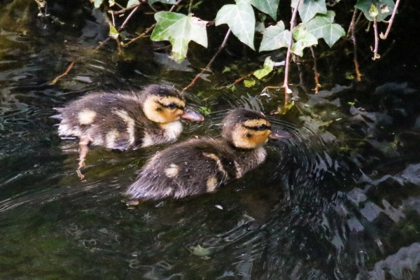 A Pair of Mallard Chicks swimming on the grand canal Dublin