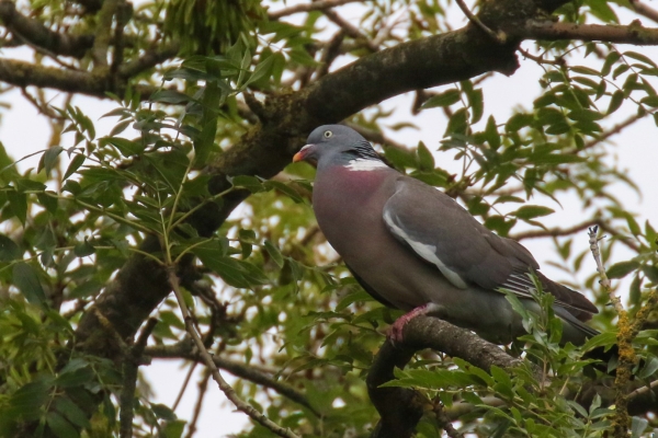 A Wood Pigeon in a tree above the Grand Canal, 12th Lock, Dublin