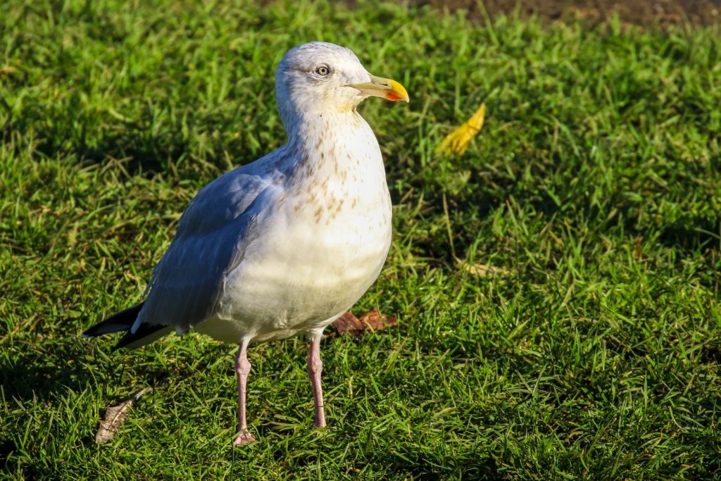 Bird watching dublin royal canal