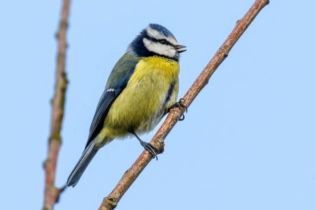 Bird Watching Dublin Royal Canal