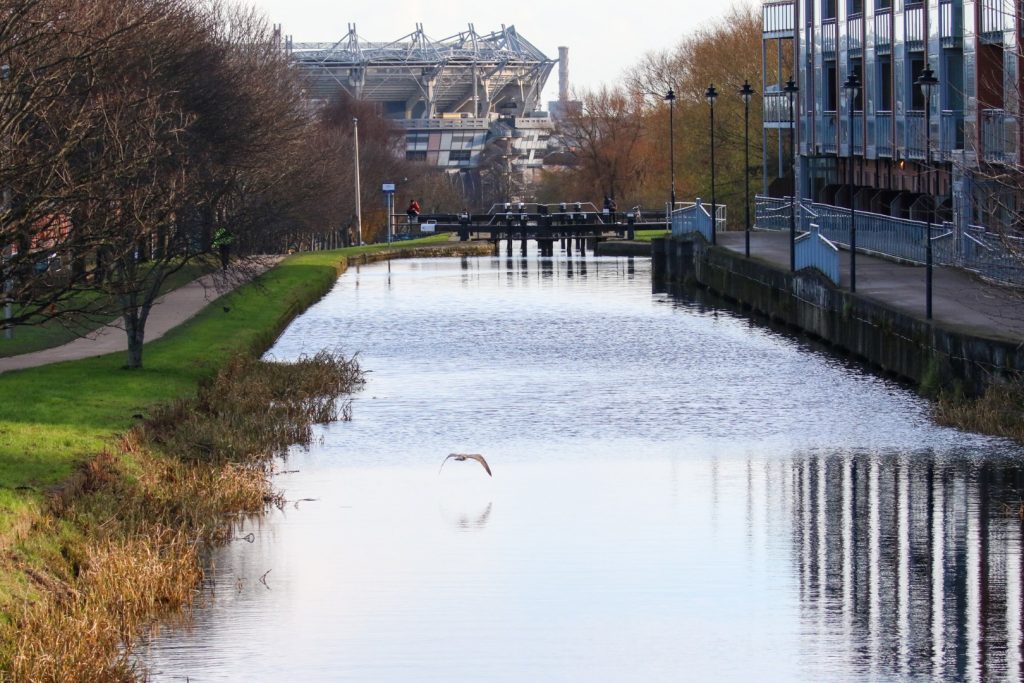 Bird watching dublin royal canal