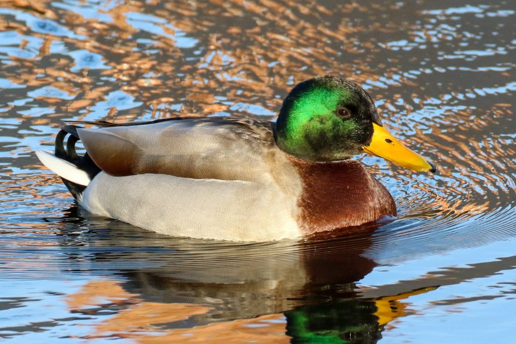 Bird watching dublin royal canal