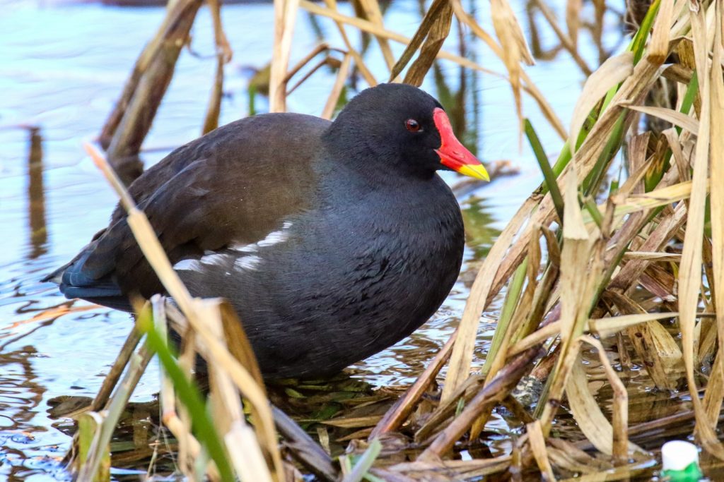 Bird watching dublin royal canal