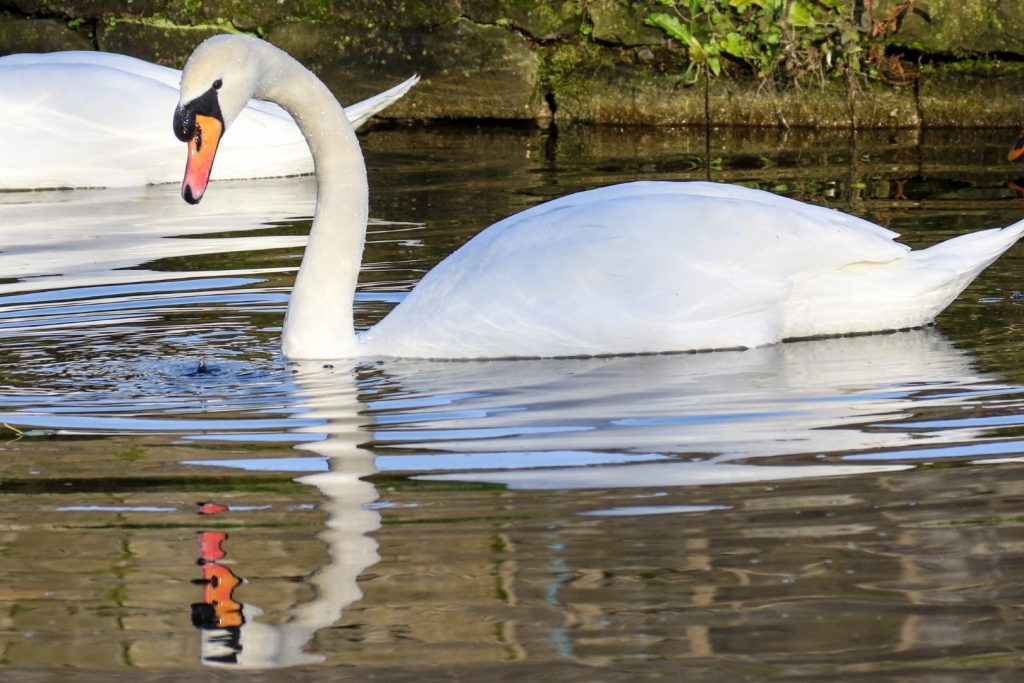 Bird watching dublin royal canal