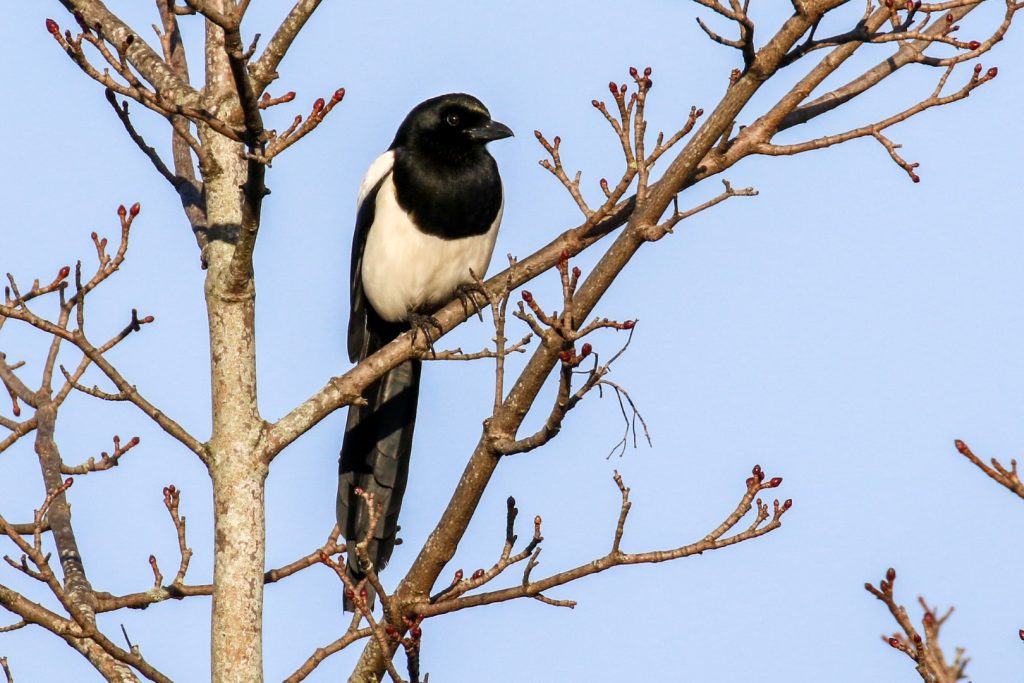 Bird watching dublin royal canal