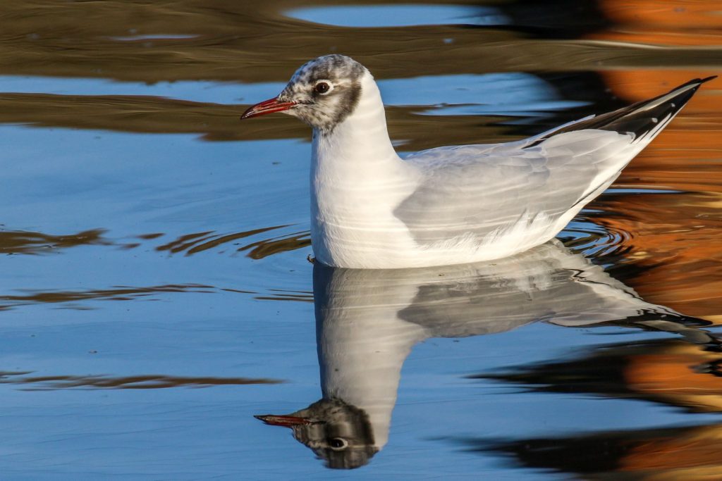 Bird watching dublin royal canal