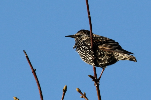 Starling on a branch against a clear blue sky