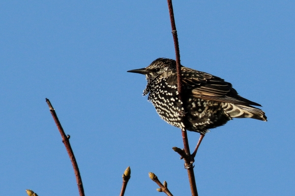 Starling on a branch against a clear blue sky