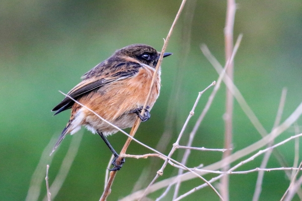 A Stonechat perched on a reed stalk at the back of the South Beach, Rush
