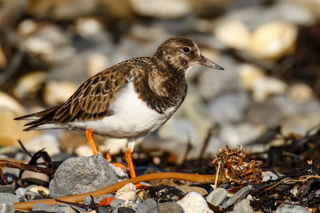 South beach rush dublin bird watching