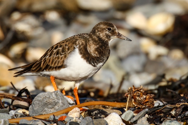 A Turnstone turning stones in search of food on the South Beach, Rush, County Dublin