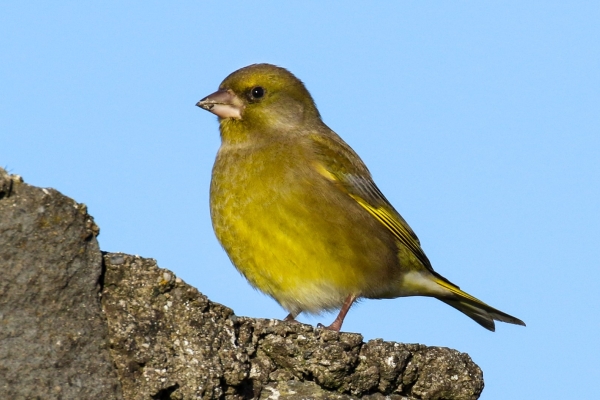A Greenfinch stands on an old stone wall at the South Beach, Rush