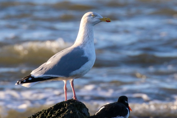 A Herring Gull stands on a rock a low tide on the south beach in Rush, County Dublin