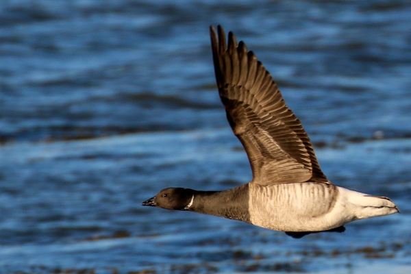 A Brent Goose flies along the shoreline at the South Beach in Rush, County Dublin