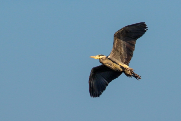 A Gret Heron take to the sky at the South Beach, Rush, County Dublin