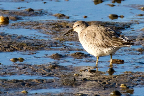 A Know wading trhough the mudflats at low tide, South Beach, Rush, County Dublin