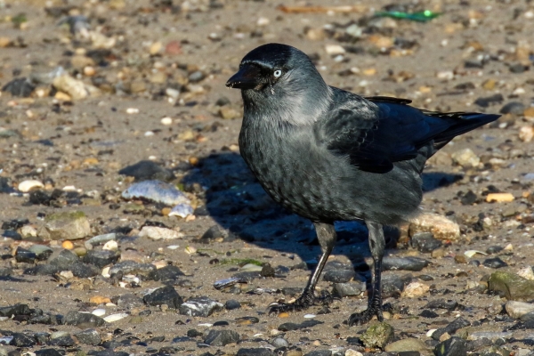 A Jackdaw on the beach at low tide, South Beach, Rush, County Dublin