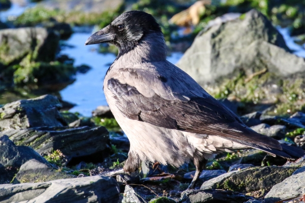 A Hooded Crow on the rocks at the South Beach, Rush, County Dublin