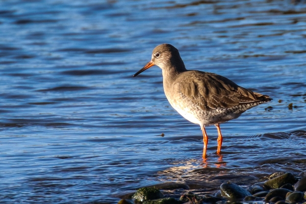 A Redshank stands in shallow water at the waters edge at the South Beach, Rush