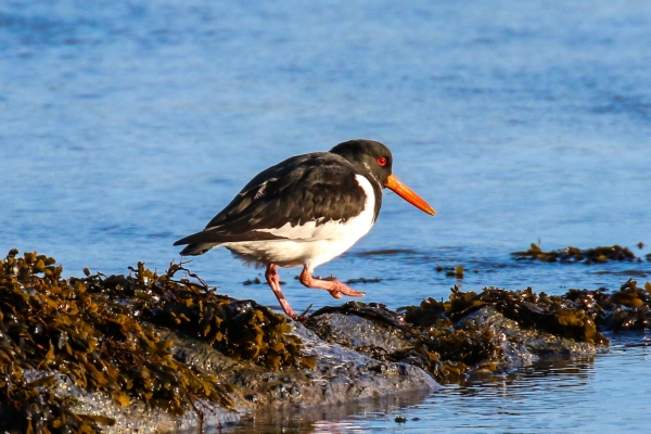 An Oystercatcher on the rocks at the South Beach, Rush