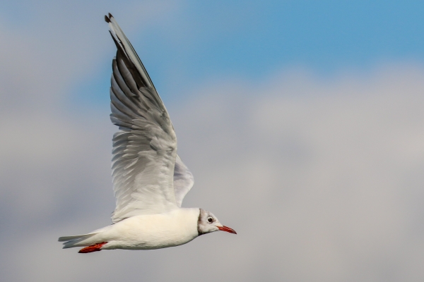 A Black Headed Gull flies across the harbour at Rush, County Dublin