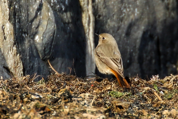 Black Redstart on seaweed at Rush Harbour, County Dublin