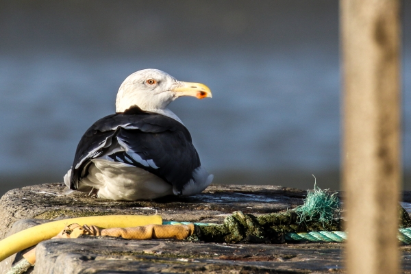 A Great Black Backed Gull sits on the pier wall at Rush Harbour, Dublin