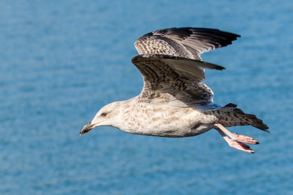 A Herring Gull flies across the blue water of Rush Harbour, County Dublin
