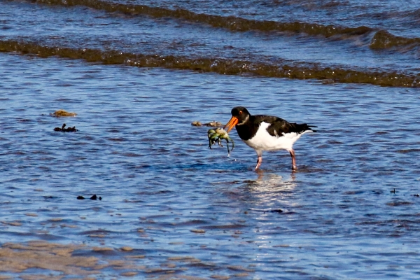 An Oystercatcher with a crab at Rush Harbour, County Dublin